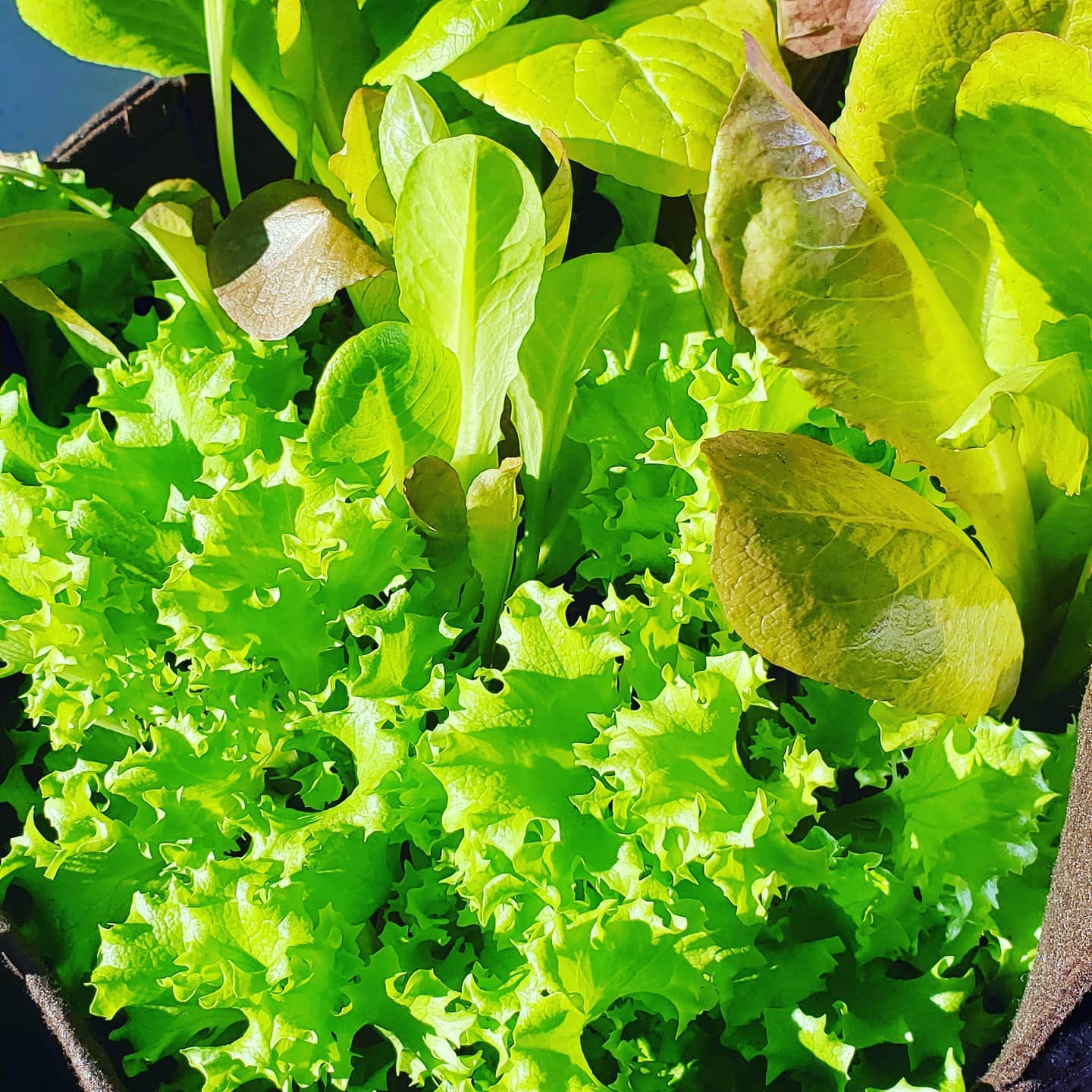 Growing Lettuce Greens
